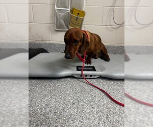 Dachshund-Unknown Mix Dogs for adoption in Pasadena, TX, USA