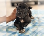 Small #29 Cane Corso