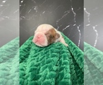 Small Photo #59 Boston Terrier Puppy For Sale in TULARE, CA, USA