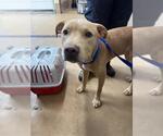 Small Mutt