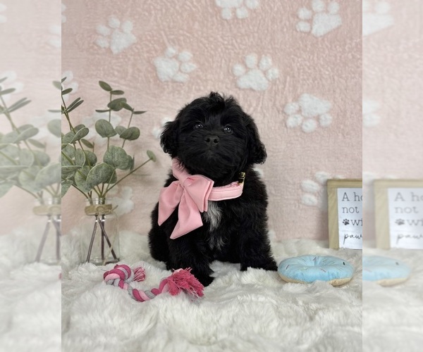 Medium Photo #3 Bernedoodle (Miniature) Puppy For Sale in NOBLESVILLE, IN, USA