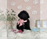 Small #2 Bernedoodle (Miniature)