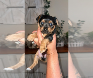 Mutt Puppy for sale in LABELLE, FL, USA