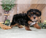 Small #2 Yorkshire Terrier