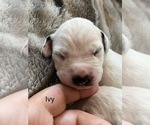 Small #8 Dalmatian