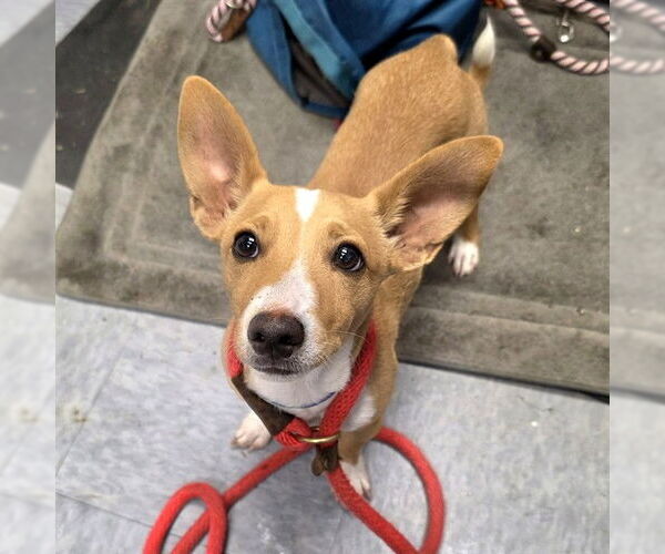 Medium Photo #1 Mutt Puppy For Sale in Long Beach, CA, USA