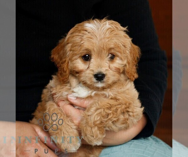 Medium Photo #1 Cavapoo (Miniature) Puppy For Sale in NARVON, PA, USA