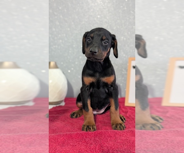 Medium Photo #2 Doberman Pinscher Puppy For Sale in GOSHEN, IN, USA