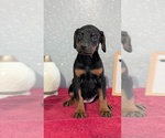 Small #1 Doberman Pinscher