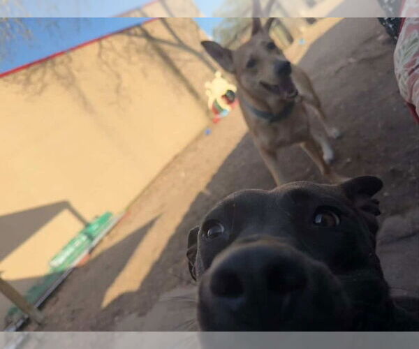 Medium Photo #4 German Shepherd Dog-Unknown Mix Puppy For Sale in Oak Bluffs, MA, USA