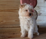 Small Photo #4 Maltipoo Puppy For Sale in HONEY BROOK, PA, USA