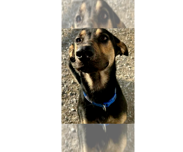 Medium Photo #2 Doberman Pinscher-Unknown Mix Puppy For Sale in Evansville, IN, USA