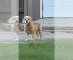 Small #1 Cocker Spaniel