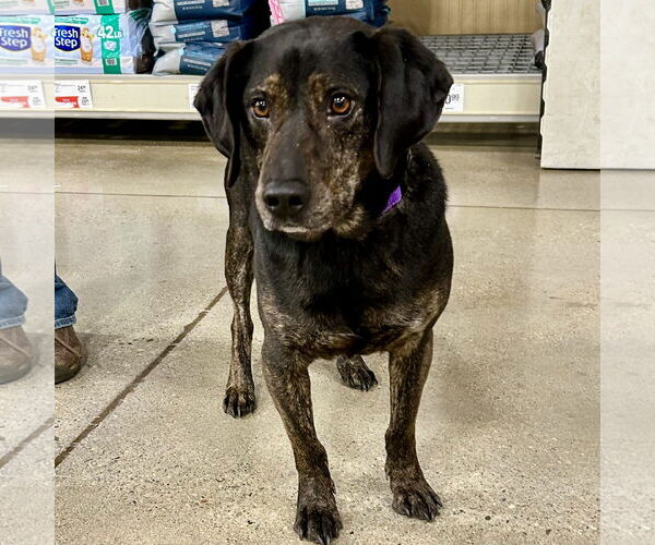 Medium Photo #3 Labrador Retriever-Unknown Mix Puppy For Sale in Batavia, OH, USA