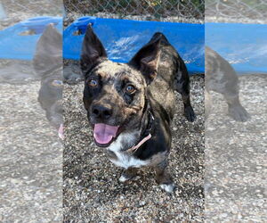 Dachsahoula Dogs for adoption in Oakhurst, NJ, USA