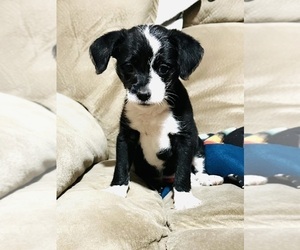 Chinese Crested Puppy for sale in ELKHART, TX, USA