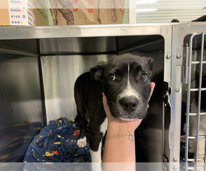 Labrador Retriever-Unknown Mix Dogs for adoption in Grand Prairie, TX, USA