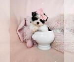 Small #4 Yorkshire Terrier