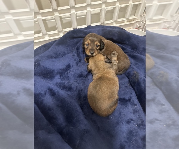 Medium Photo #9 Dachshund Puppy For Sale in LEXINGTON, NC, USA