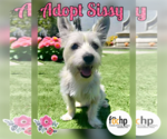 Small #1 Cairn Terrier