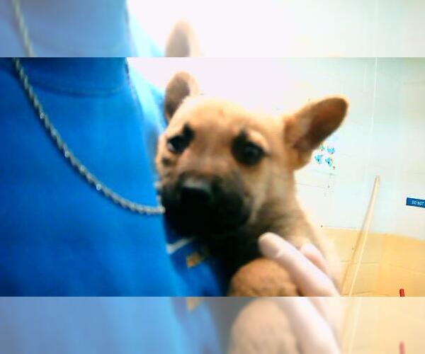 Medium Photo #1 German Shepherd Dog Puppy For Sale in Tulsa, OK, USA