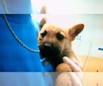 Small German Shepherd Dog