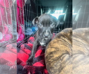 Labrador Retriever-Unknown Mix Dogs for adoption in Kannapolis, NC, USA