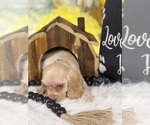 Small #5 Cocker Spaniel