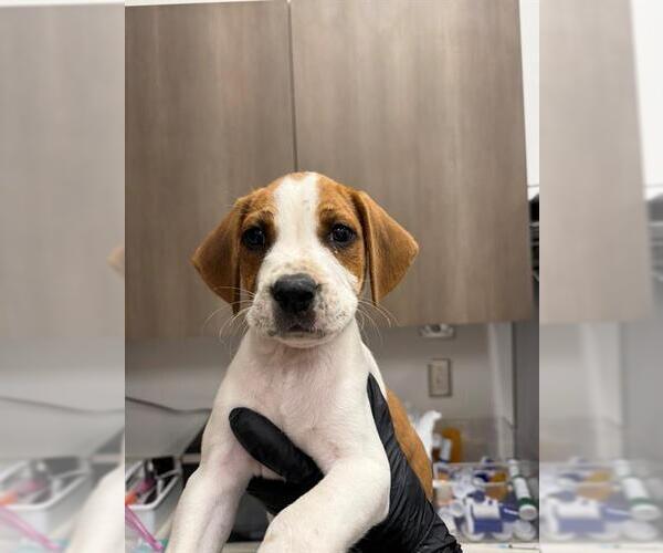 Medium Photo #1 Basset Hound-Unknown Mix Puppy For Sale in Baytown, TX, USA