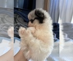 Small #8 Pomeranian