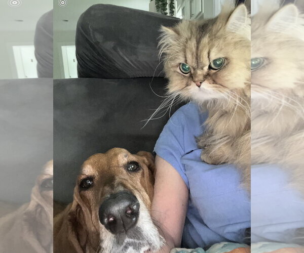 Medium Photo #9 Basset Hound Puppy For Sale in Brookville, OH, USA