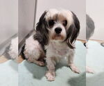 Small Maltese Mix
