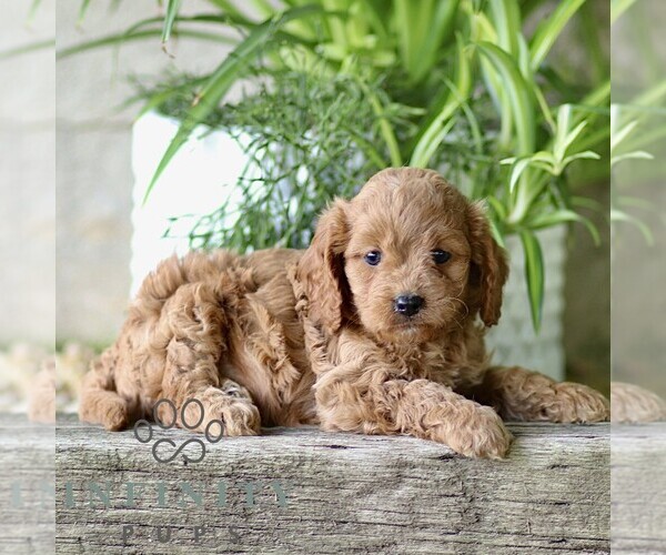 Medium Photo #3 Cavapoo (Miniature) Puppy For Sale in PARADISE, PA, USA