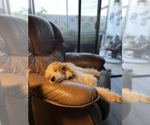 Poodle (Standard) Puppy for sale in PALM BEACH GARDENS, FL, USA