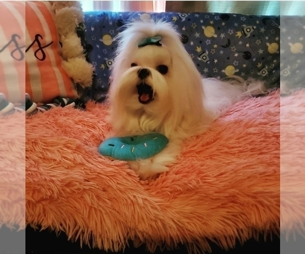 Medium Photo #1 Maltese Puppy For Sale in ORLANDO, FL, USA
