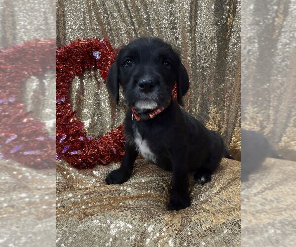 Medium Photo #1 Golden Retriever-Unknown Mix Puppy For Sale in Wenonah, NJ, USA