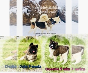 Akita Puppy for Sale in BUTLER, Pennsylvania USA