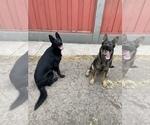 Small #6 German Shepherd Dog