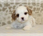 Small #1 Cavapoo