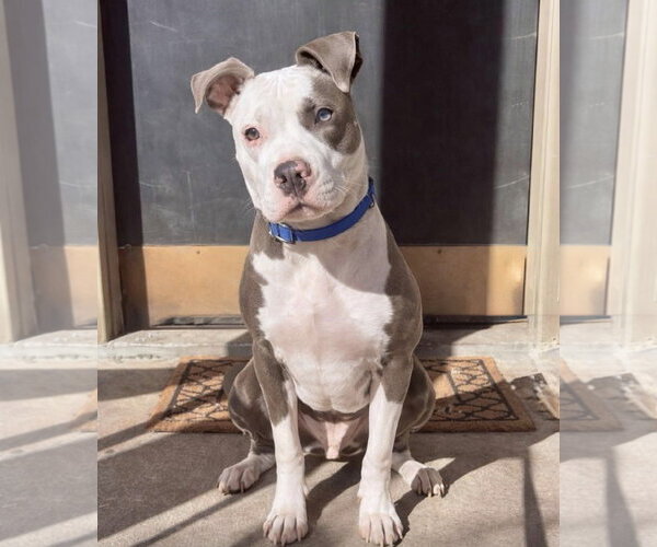 Medium Photo #1 American Pit Bull Terrier-Unknown Mix Puppy For Sale in Oakhurst, NJ, USA