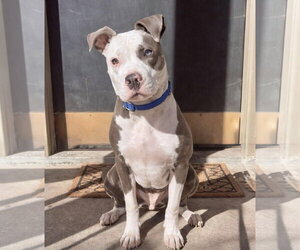 American Pit Bull Terrier-Unknown Mix Dogs for adoption in Oakhurst, NJ, USA