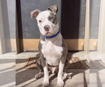 Small American Pit Bull Terrier Mix