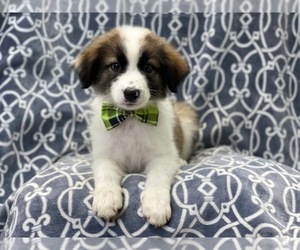 Anatolian Shepherd-Australian Shepherd Mix Puppy for sale in LAKELAND, FL, USA