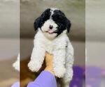 Small Photo #4 Maltipoo Puppy For Sale in BALDWIN PARK, CA, USA