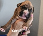 Puppy Coral Boxer