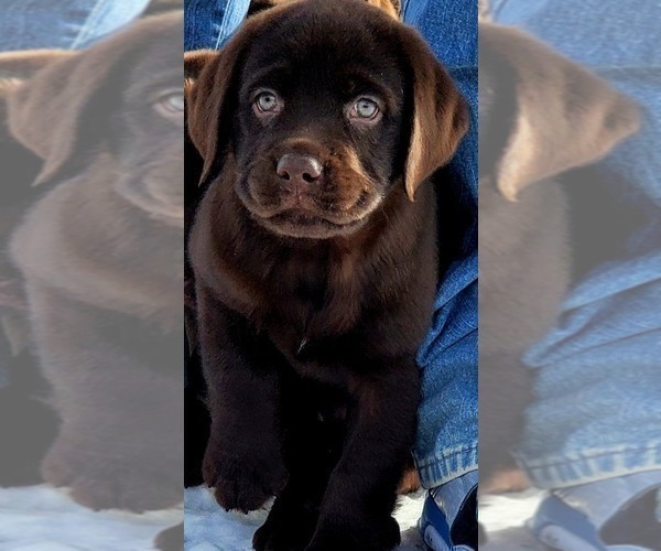 Medium Photo #14 Labrador Retriever Puppy For Sale in DENVER, CO, USA