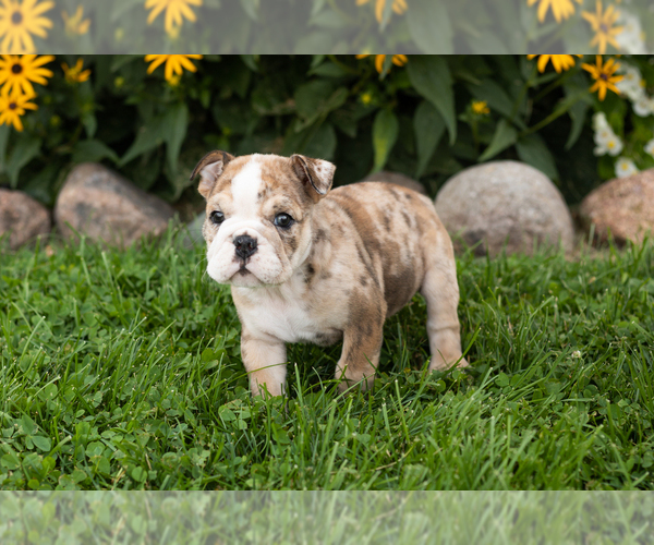 Medium Photo #6 English Bulldog Puppy For Sale in BOURBON, IN, USA