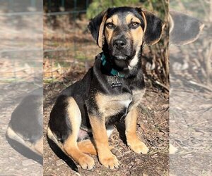 Catahoula Leopard Dog-German Shepherd Dog Mix Dogs for adoption in Wakefield, RI, USA