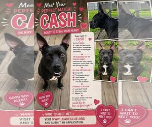 Mutt Dogs for adoption in Woodbury, NY, USA