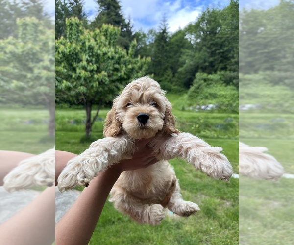 Medium Photo #15 Cockapoo (Miniature) Puppy For Sale in BUCKLEY, WA, USA